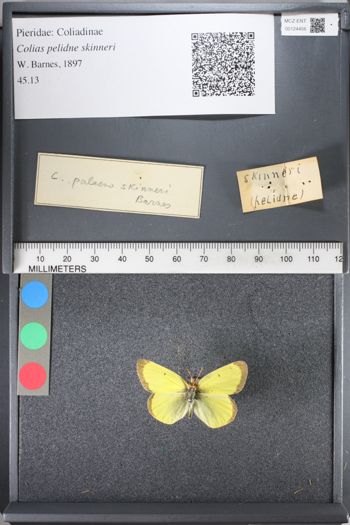 Media type: image;   Entomology 124456